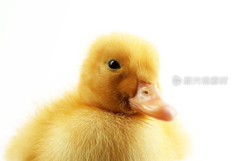 Cute yellow duck